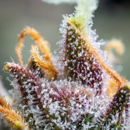 Watermelon |  Autoflowering | Royal Queen Seeds
