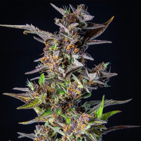 Watermelon |  Autoflowering | Royal Queen Seeds
