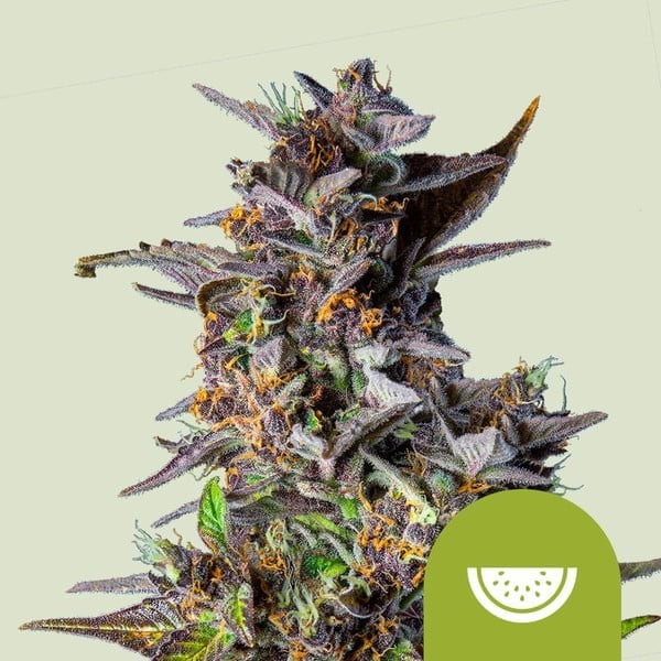 Watermelon | Royal Queen Seeds | Autoflowering