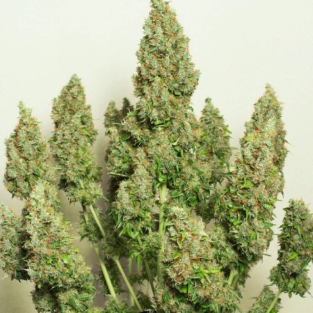 Mazar | Autoflower | Dutch Passion Seeds