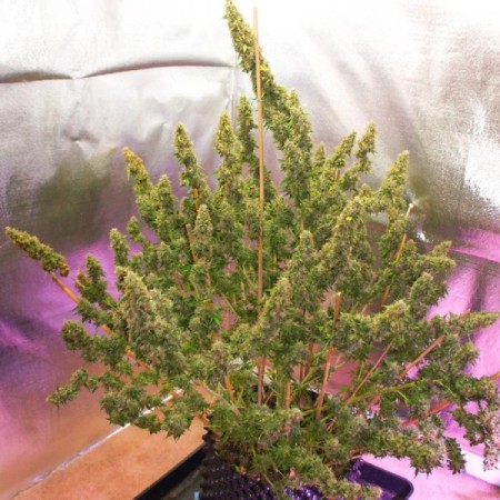 Mazar | Autoflower | Dutch Passion Seeds