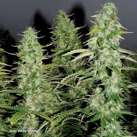 White Widow | Autoflower | Dutch Passion Seeds