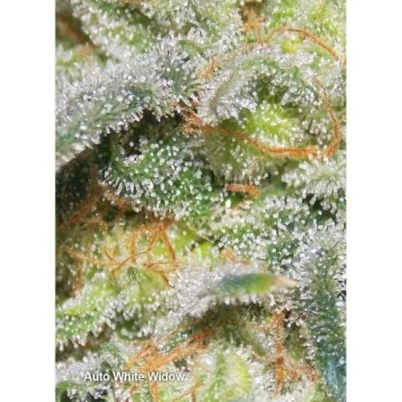 White Widow | Autoflower | Dutch Passion Seeds