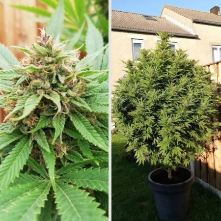 Durban Poison | Regular | Dutch Passion Seeds