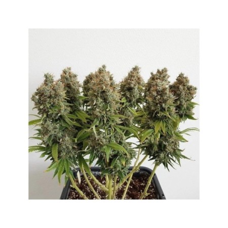 Mazar | Feminized  | Dutch Passion Seeds