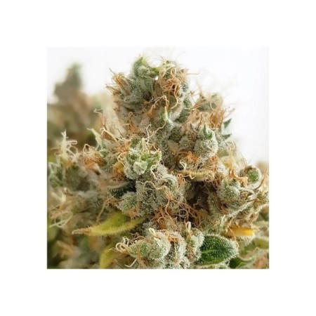Mazar | Feminized  | Dutch Passion Seeds