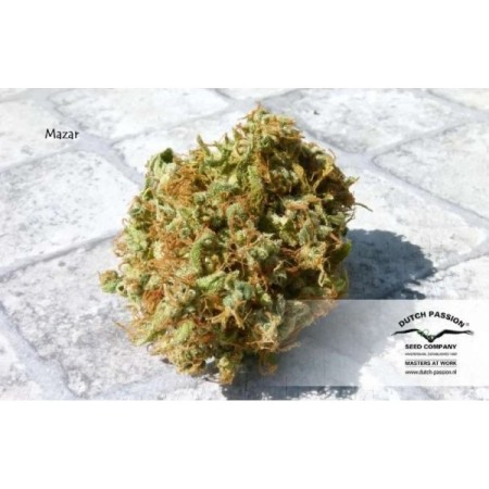 Mazar | Feminized  | Dutch Passion Seeds