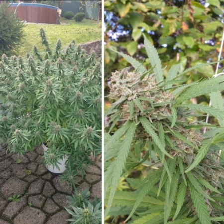 Orange Bud | Feminized  | Dutch Passion Seeds