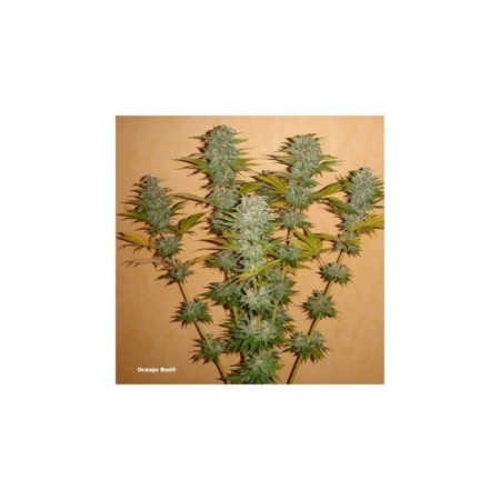 Orange Bud | Feminized  | Dutch Passion Seeds