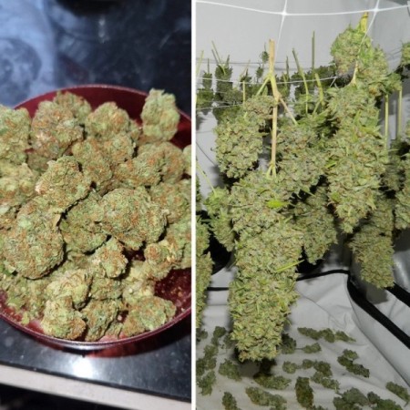 Orange Bud | Feminized  | Dutch Passion Seeds