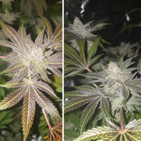 Orange Bud | Feminized  | Dutch Passion Seeds