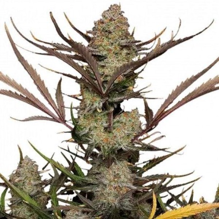 Apple Strudel | Autoflower | Fast Buds Seeds