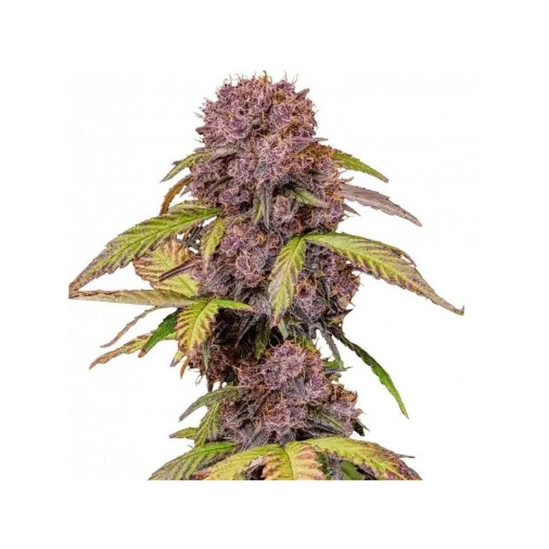 Lemon Cherry Cookies | Autoflower | Fast Buds Seeds