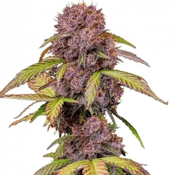 Lemon Cherry Cookies | Autoflower | Fast Buds Seeds