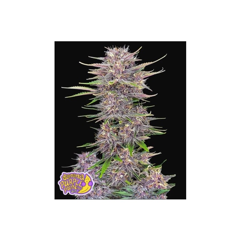 Banana Purple Punch | Autoflower | Fast Buds Seeds