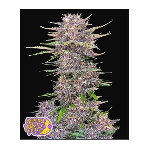 Banana Purple Punch | Autoflower | Fast Buds Seeds