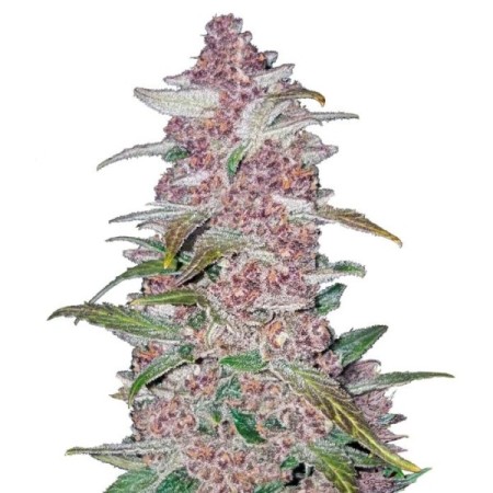 Blackberry | Autoflower | Fast Buds Seeds