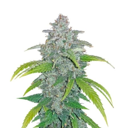 Blue Dream Matic | Autoflower | Fast Buds Seeds