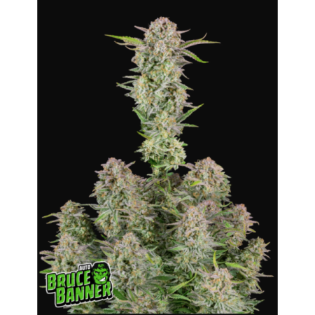 Bruce Banner | Autoflower | Fast Buds Seeds
