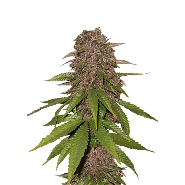C4 | Autoflower | Fast Buds Seeds