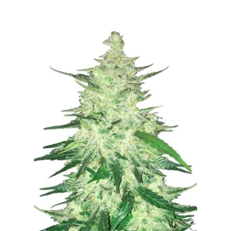 CBD 20-1 | Autoflower | Fast Buds Seeds