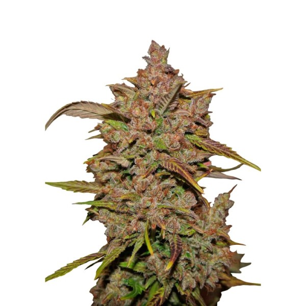 Crystal Meth | Autoflower | Fast Buds Seeds