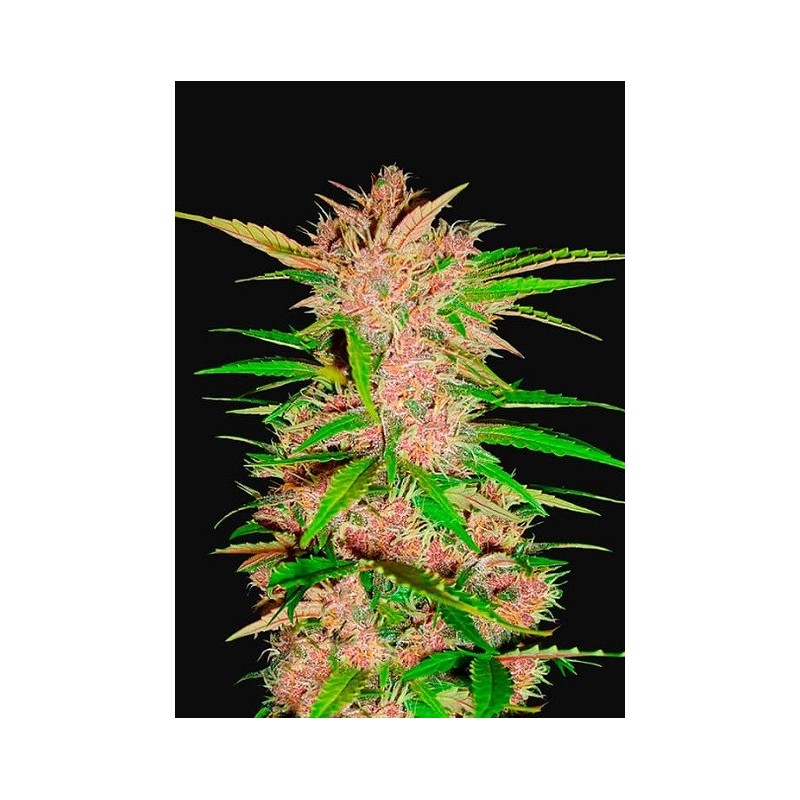 Fastberry | Autoflower | Fast Buds Seeds