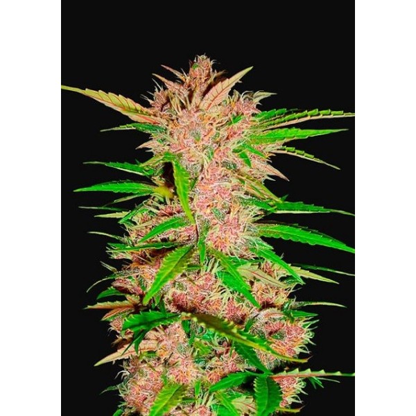 Fastberry | Autoflower | Fast Buds Seeds