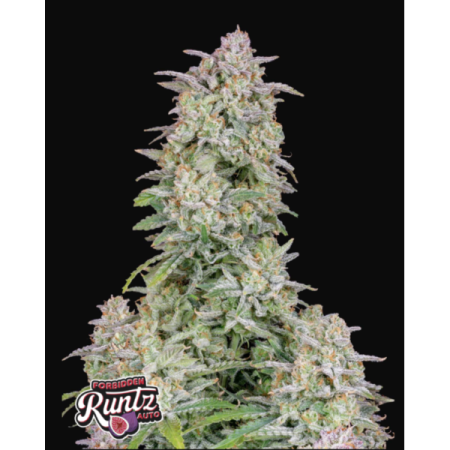 Forbidden Runtz | Autoflower | Fast Buds Seeds