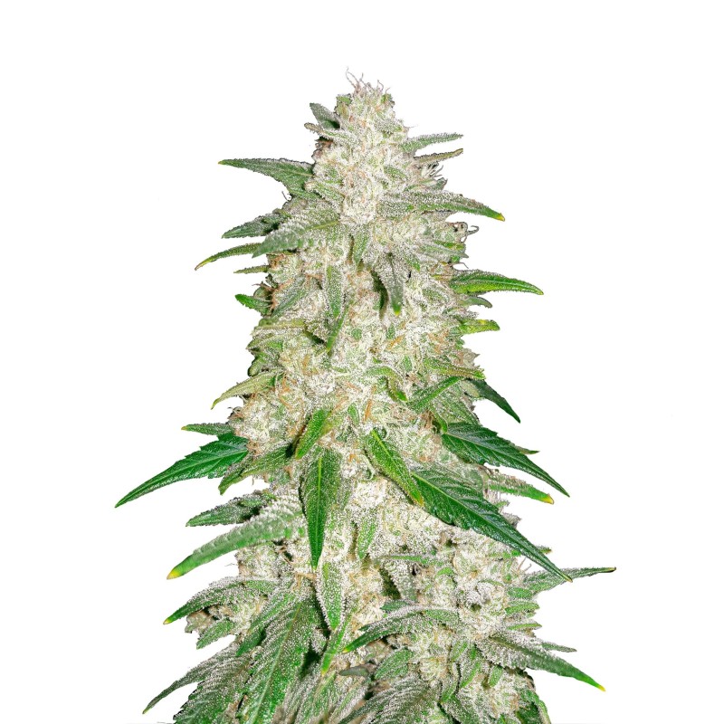 Gelato | Autoflower | Fast Buds Seeds