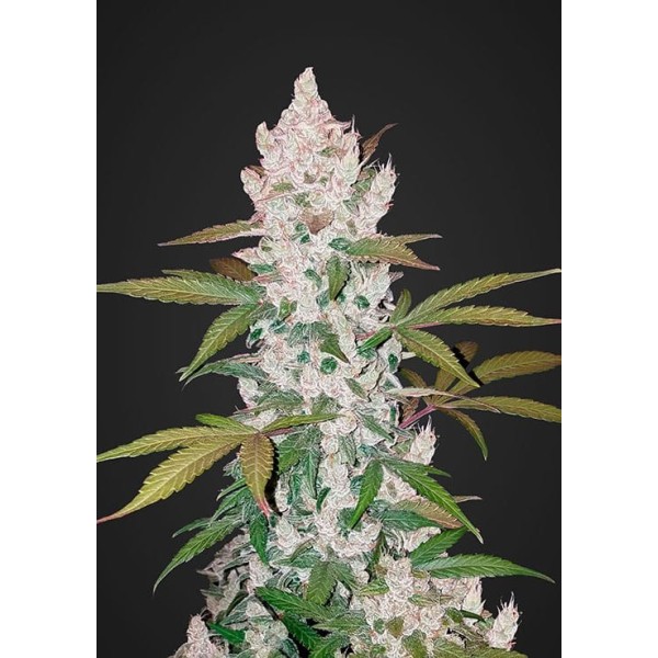 Girl Scout Cookies | Autoflower | Fast Buds Seeds