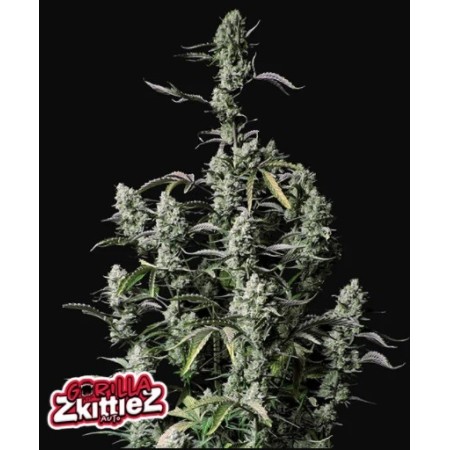 Gorilla Zkittlez | Autoflower | Fast Buds Seeds
