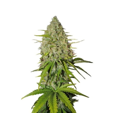 Grapefruit | Autoflower | Fast Buds Seeds