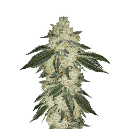 Green Crack | Autoflower | Fast Buds Seeds