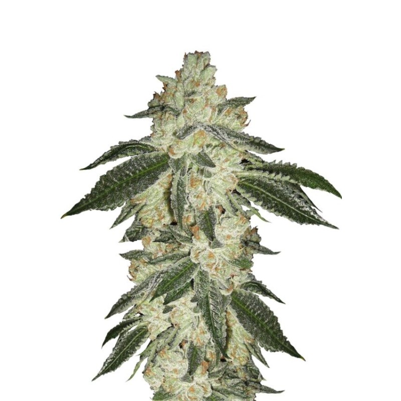 Green Crack | Autoflower | Fast Buds Seeds