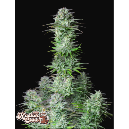 Kosher Cake | Autoflower | Fast Buds Seeds
