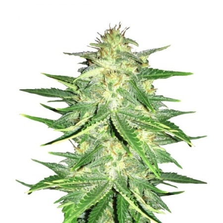 Lemon AK | Autoflower | Fast Buds Seeds