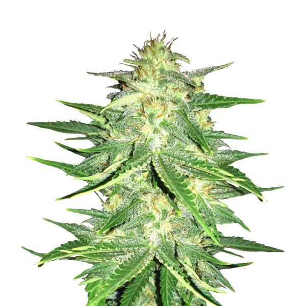 Lemon AK | Autoflower | Fast Buds Seeds