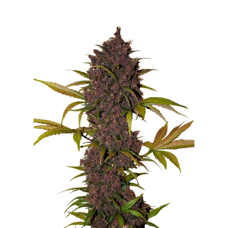 LSD-25 | Autoflower | Fast Buds Seeds