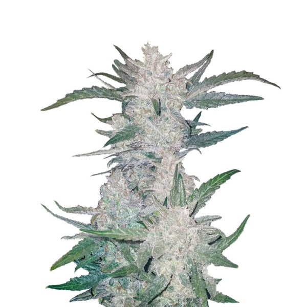 Mexican Airlines | Autoflower | Fast Buds Seeds