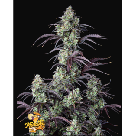 Mimosa Cake | Autoflower | Fast Buds Seeds