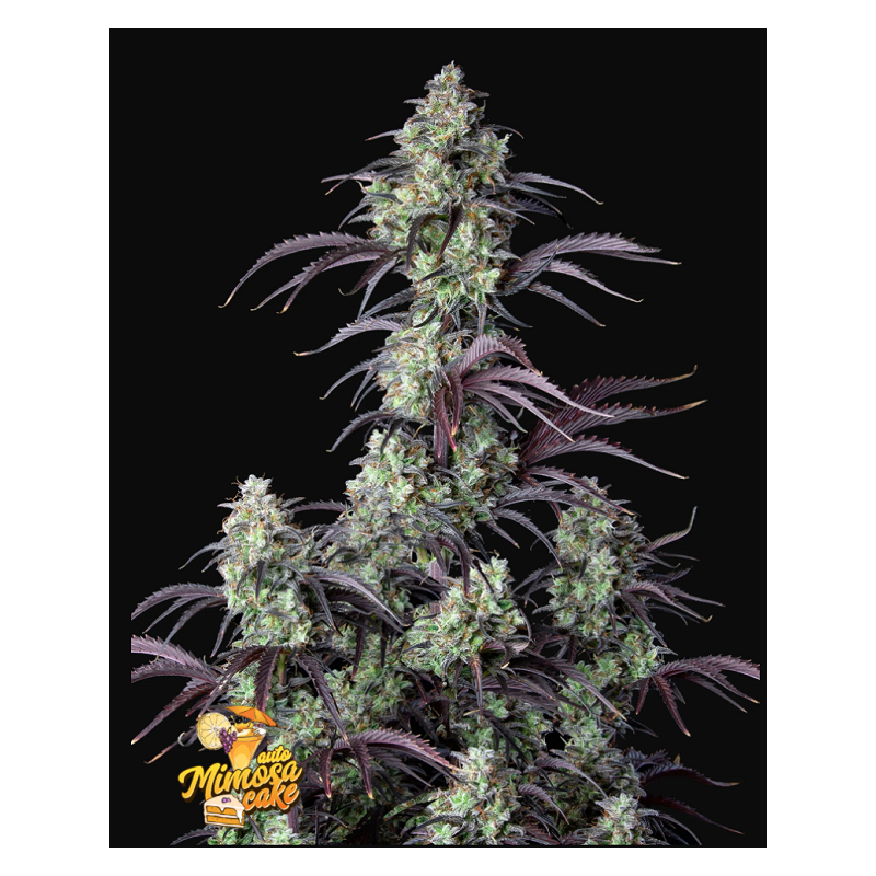 Mimosa Cake | Autoflower | Fast Buds Seeds