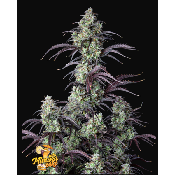 Mimosa Cake | Autoflower | Fast Buds Seeds