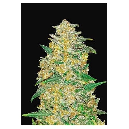 Original AK | Autoflower | Fast Buds Seeds