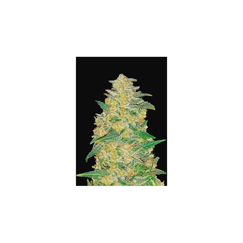 Original AK | Autoflower | Fast Buds Seeds