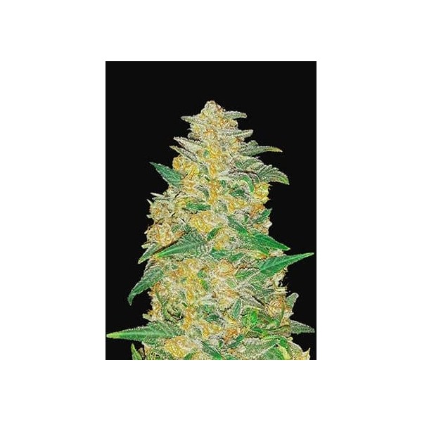 Original AK | Autoflower | Fast Buds Seeds