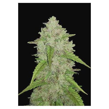 Amnesia Haze | Autoflower | Fast Buds Seeds