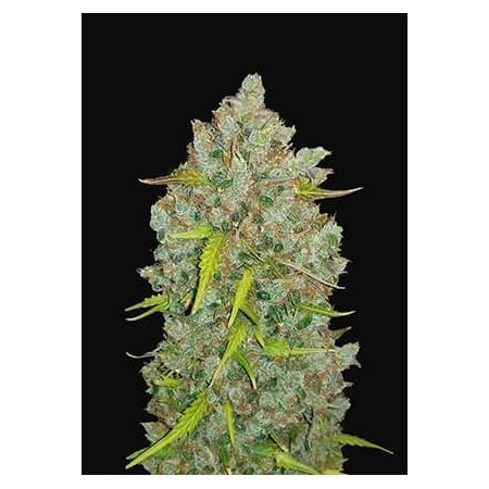 Bubblegum | Autoflower | Fast Buds Seeds
