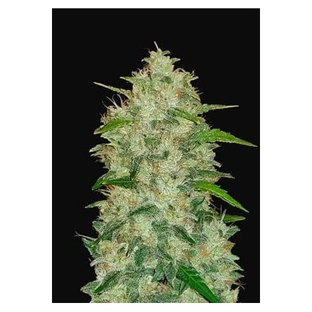 Chemdawg | Autoflower | Fast Buds Seeds