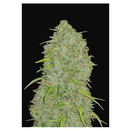 Jack Herer | Autoflower | Fast Buds Seeds